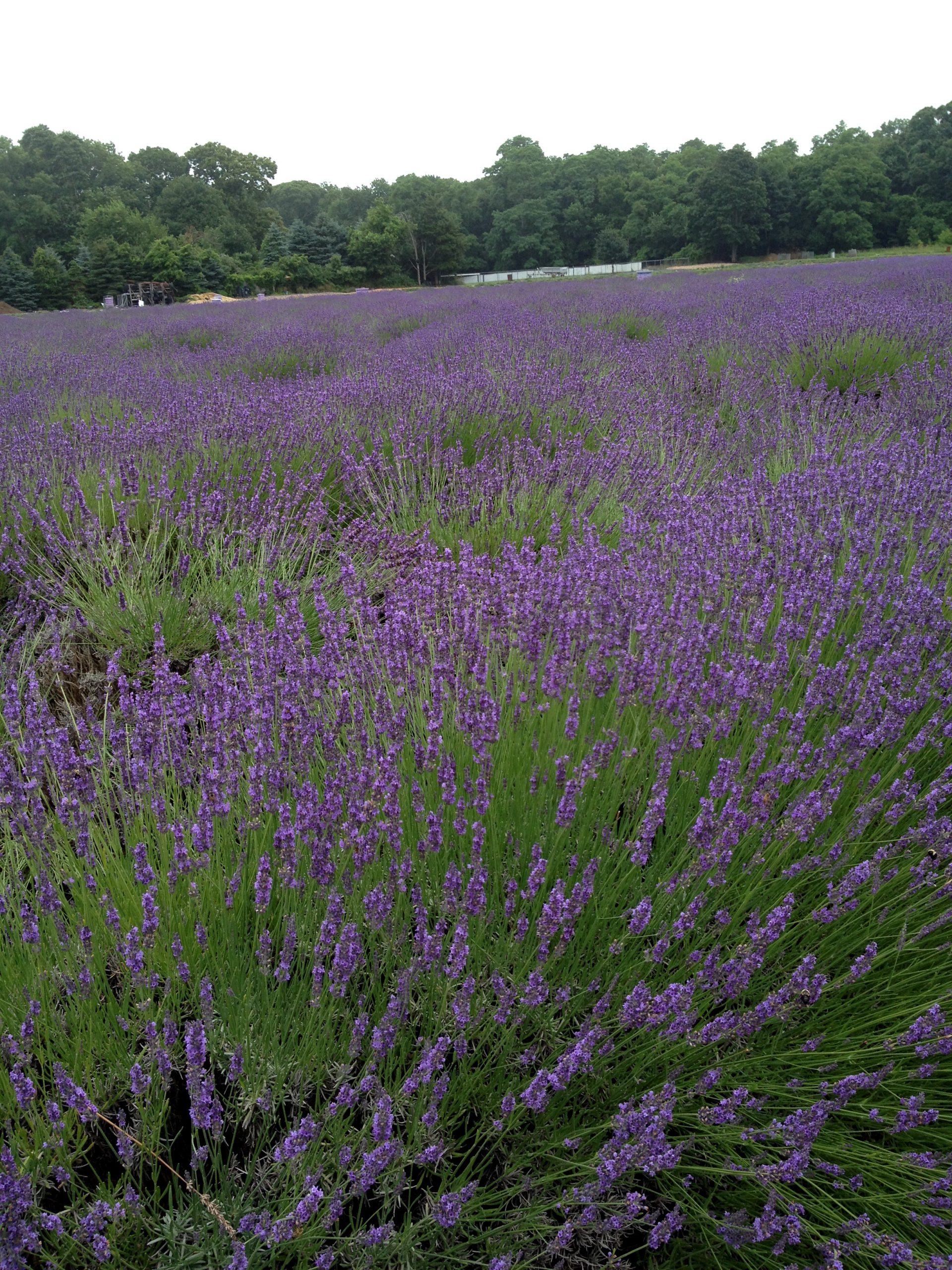 Experience Peace and Serenity with Lavender Oil